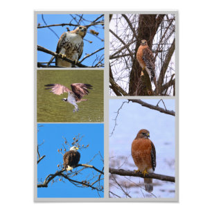 Birds of prey photo collage print
