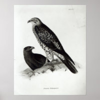 Birds of Prey