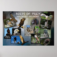 Birds of Prey Poster 19v2