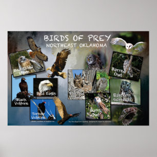 Birds of Prey Poster 19v2