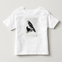 Birds of Prey