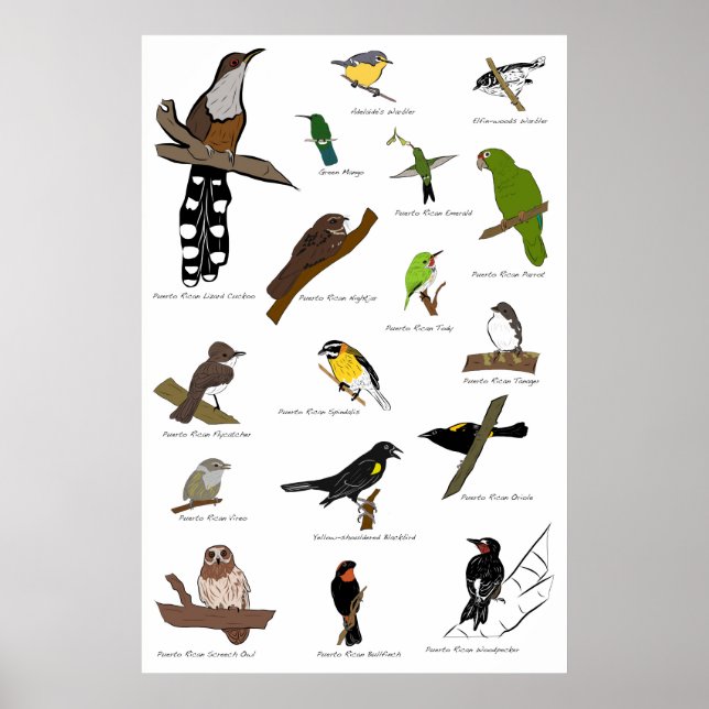 Birds of Puerto Rico Poster (Front)
