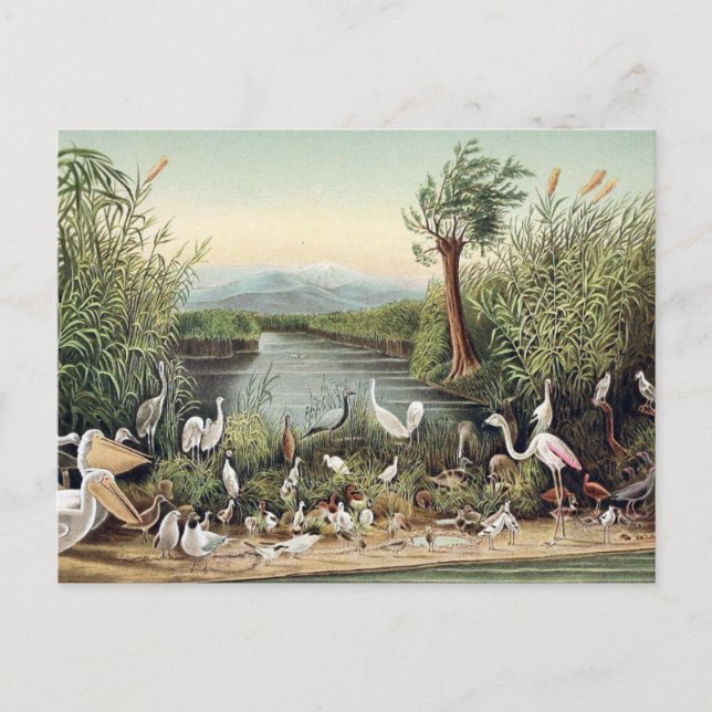 Birds of the Caucasus Postcard (Front)