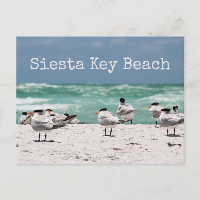 Birds on Beach Siesta Key Beach Postcard (Front)