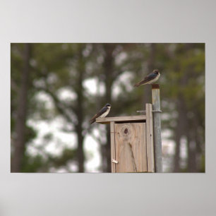 Birds on Birdhouse Poster
