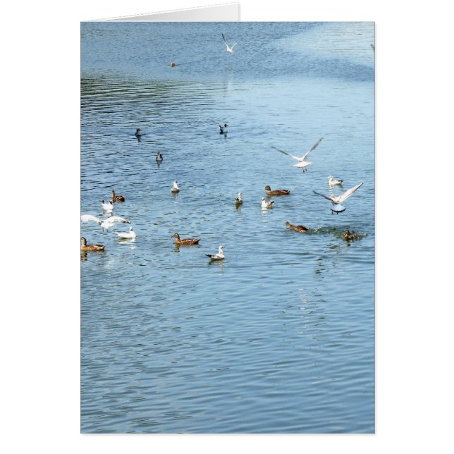 Birds On Summer River (Front)