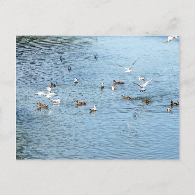 Birds On Summer River Postcard (Front)