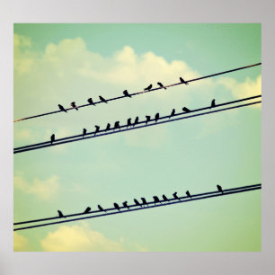 Birds on wires, vintage blue sky. poster