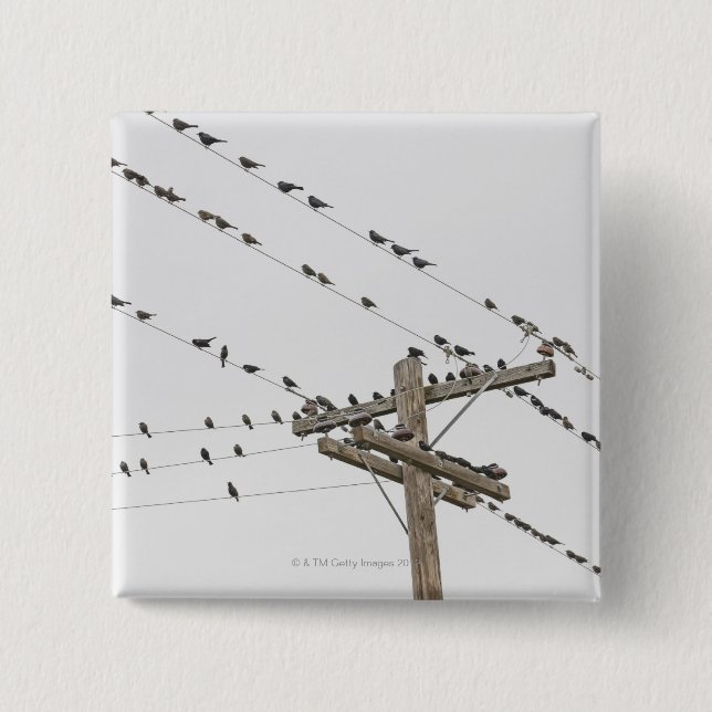 Birds perched on wires 2 inch square button (Front)