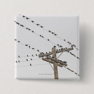 Birds perched on wires 2 inch square button