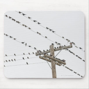 Birds perched on wires mouse pad