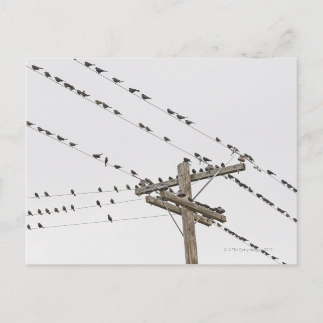 Birds perched on wires postcard (Front)