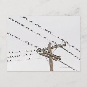 Birds perched on wires postcard