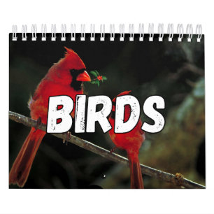 Birds Showcase Collection Wall Calendar