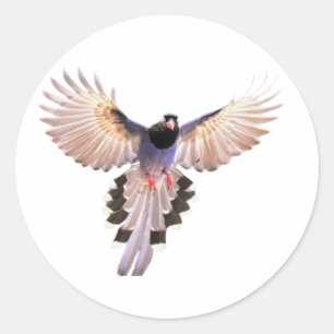 Birds stickers