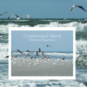 Birds Surf, Cumberland Island National Seashore, Postcard