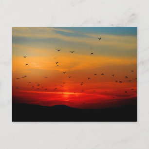 Birds Take Flight at Sunset, picturesque photo, Postcard