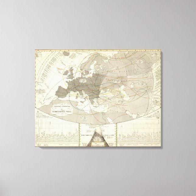 Birds throughout Europe Canvas Print (Front)