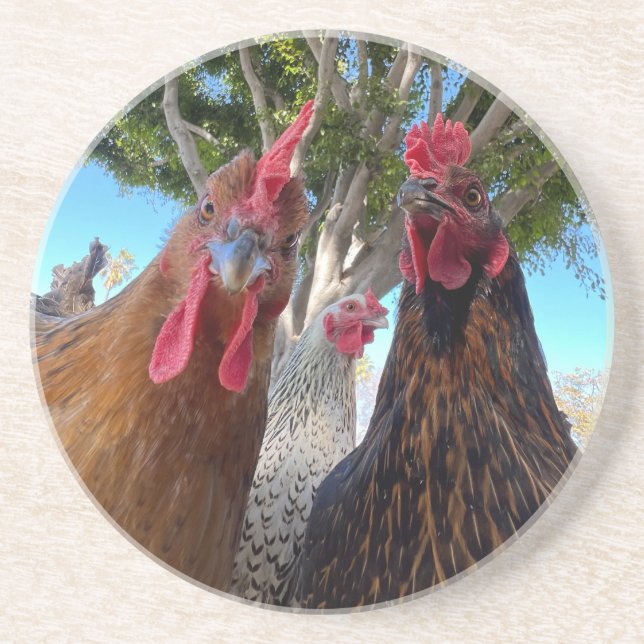 Birds with Attitude Sandstone Coaster (Front)
