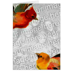 Birds Your Image Here
