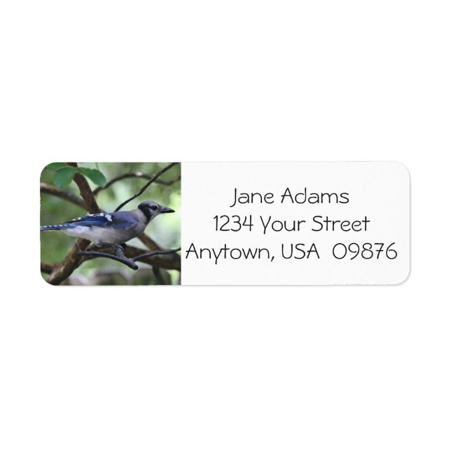 Birdwatchers! Pretty Blue Jay, Personalized (Front)