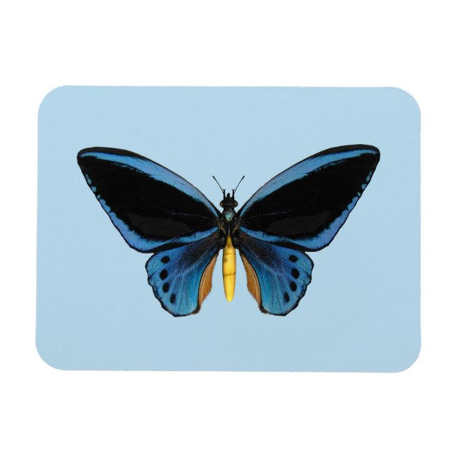 Birdwing Butterfly Magnet (Horizontal)