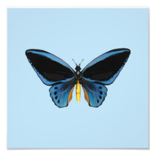 Birdwing Butterfly Photo Print