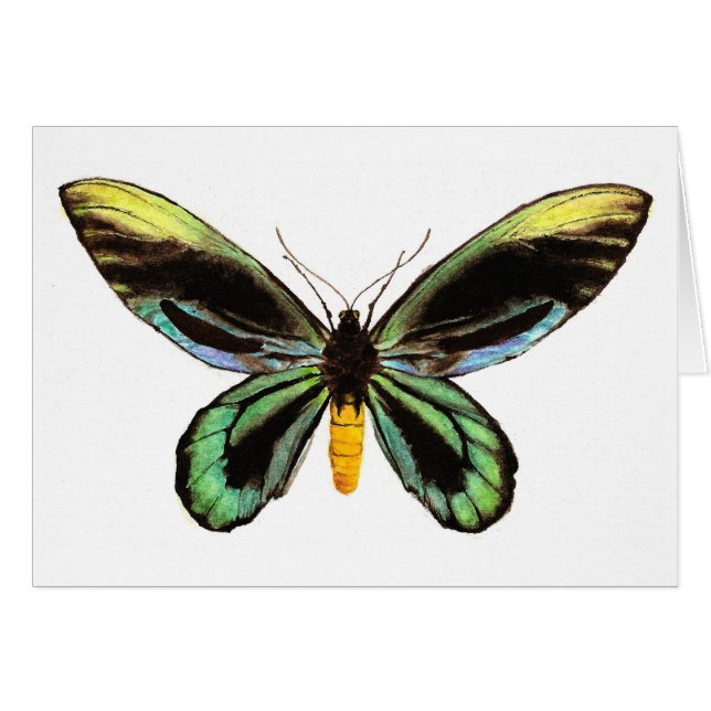 Birdwing de la Reine Alexandra (Devant horizontal)