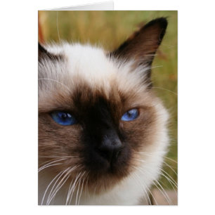 birman.png
