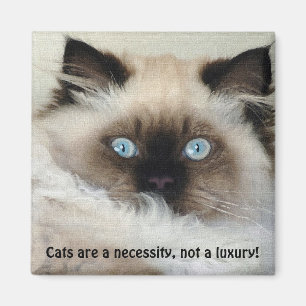 Birman - Ragdoll Cat Lover Magnet