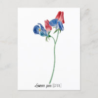 Birth Date Flower Sweet pea (April)