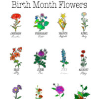 Birth Month Flowers All 12 months