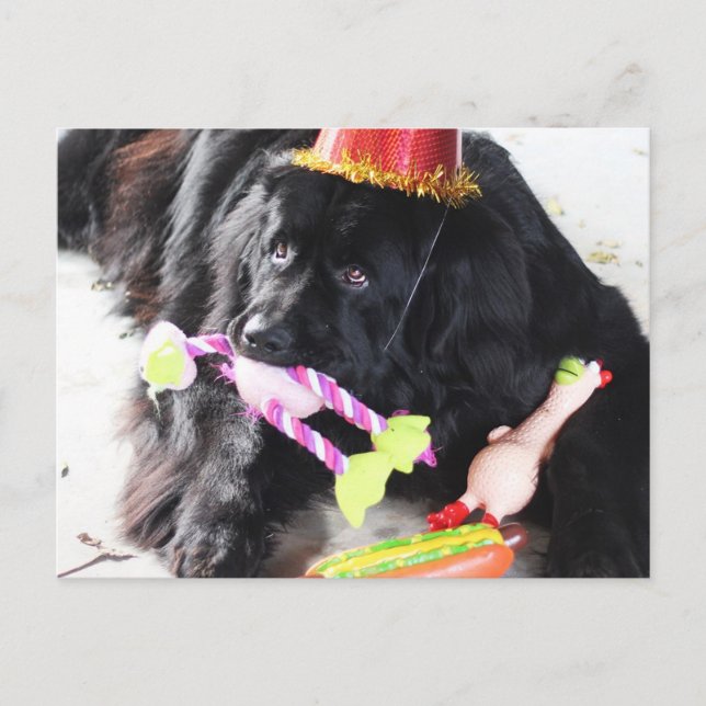 Birthday Bear Postcard (Front)