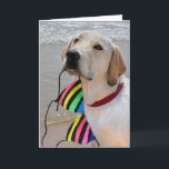 Birthday Bikini and Labrador Retriever Card<br><div class="desc">Labrador retriever on the beach with a colourful striped bikini top in his mouth for humourous birthday.</div>