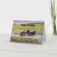 Birthday Bison Wallowing Yellowstone National Park