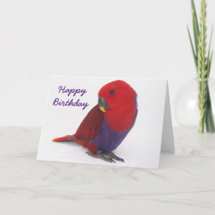 Birthday card an Eclectus parrot