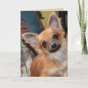 Birthday Card Chihuahua Puppy Chi Chi Dylan