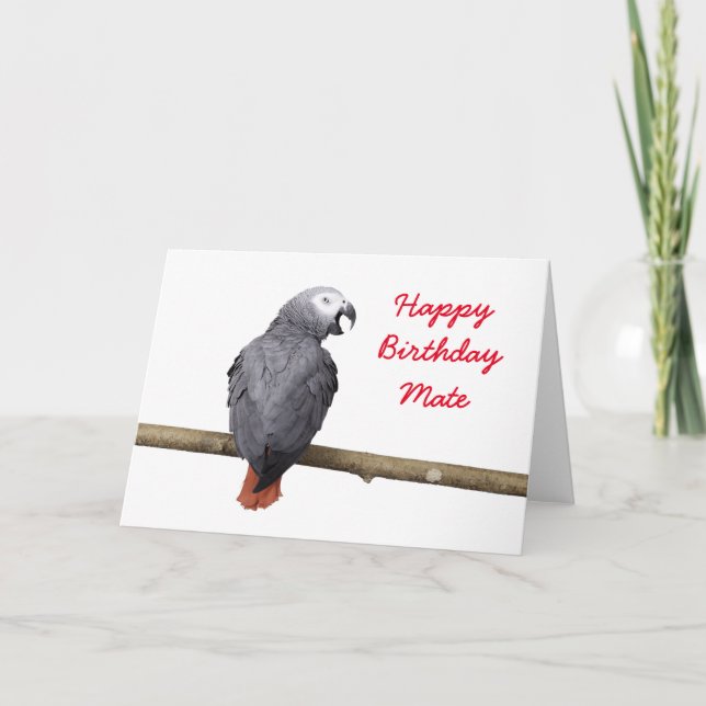 Birthday card Congo African Grey Grey parrot (Front)