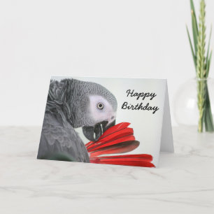 Birthday card Congo African Grey Grey Parrot