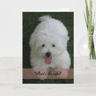 Birthday Card--Coton Dog Card