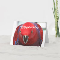Birthday card Eclectus parrot