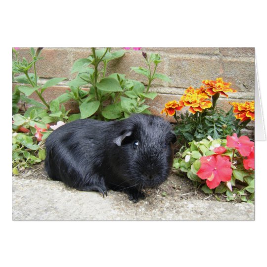 Birthday Card - Guinea Pig