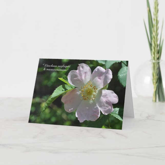 Birthday card in Czech (Front)