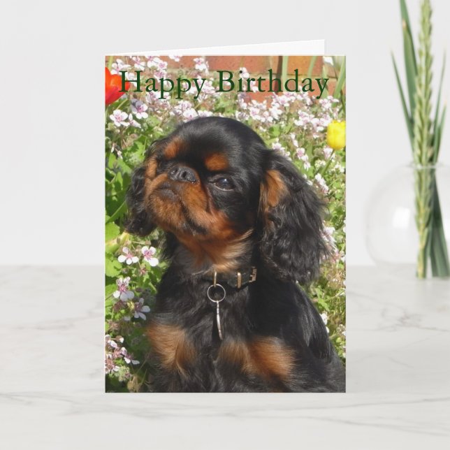 Birthday card : King charles spaniel / english toy (Front)