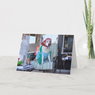 Birthday card, photo of dog in curlers card