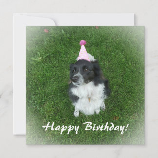 Birthday card with a border collie dog