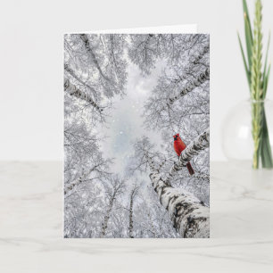 Birthday Cardinal In a Winter White Birch Forest Card