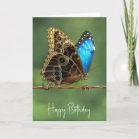 Birthday Common Morpho Butterfly on Barbed Wire