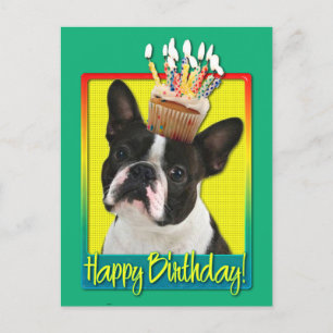 Birthday Cupcake - Boston Terrier Postcard