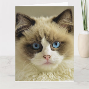 BIRTHDAY CUTE CAT PERSIAN Greeting Card